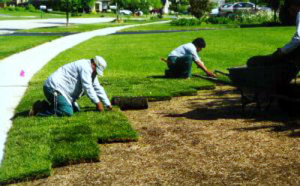 Sod Laying Tips