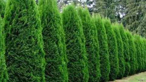 Row of Emerald Green arborvitae forming a dense privacy screen