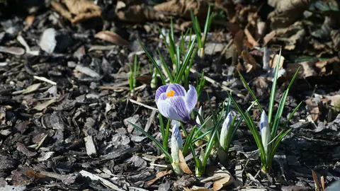 Black mulch bed with early spring bulbs emerging