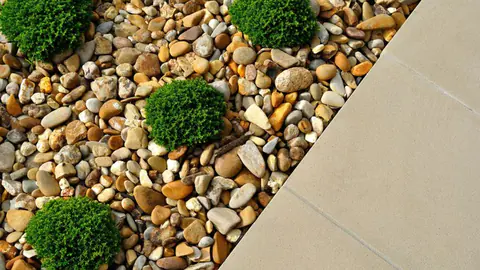 Clipped boxwood balls set in decorative gravel beside a paver