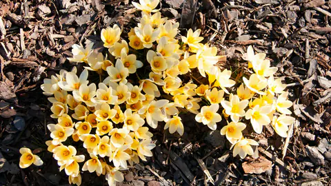 Spring bulbs blooming through fresh hardwood mulch