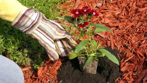 Red cedar mulch spread around newly installed plants