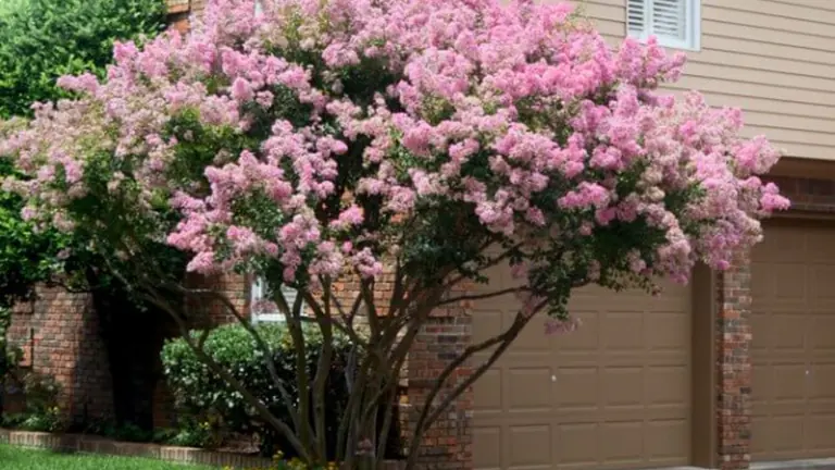 Crape myrtle in bloom with its natural branching structure intact