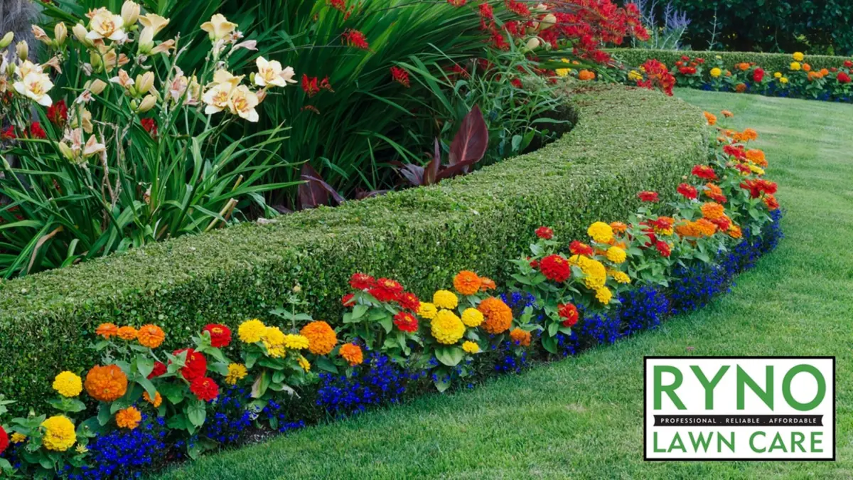 Curved garden bed with a clipped hedge and seasonal color in DFW