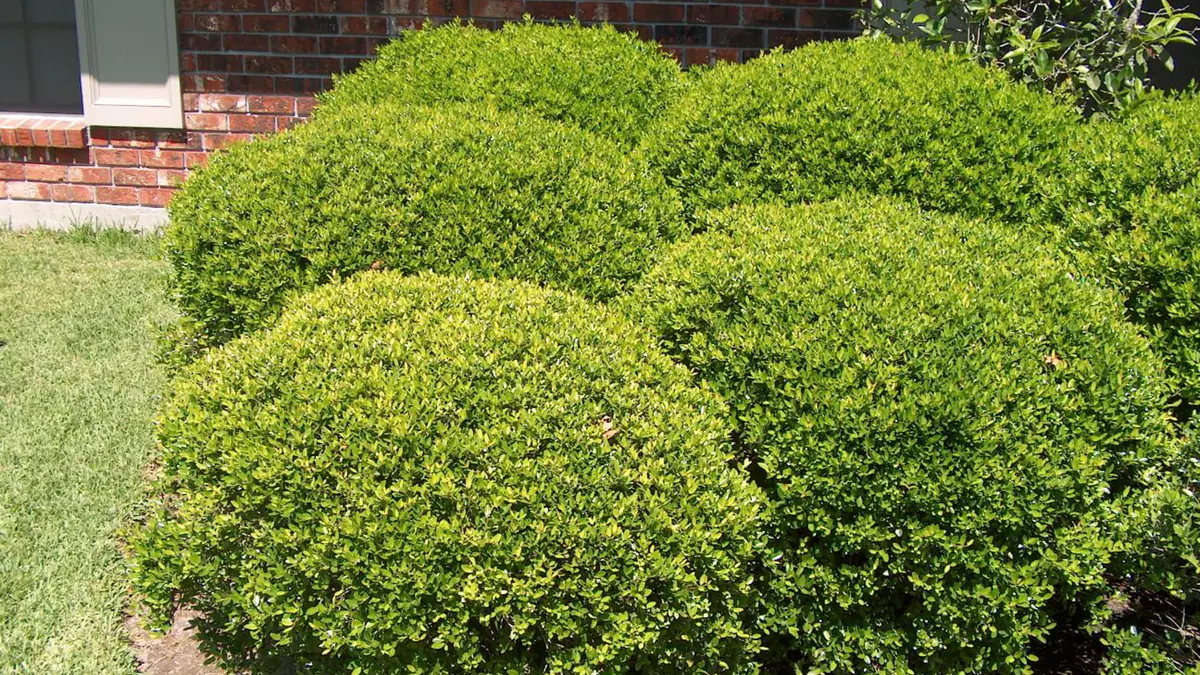 Round-shaped foundation shrubs trimmed at a brick home in DFW
