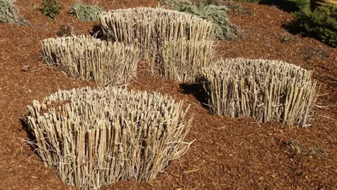 Ornamental grasses cut back to stubs in a freshly mulched bed