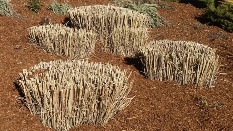 Ornamental grasses cut back to stubs in a freshly mulched bed