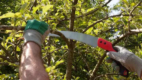 Hand pruning a branch with a pruning saw