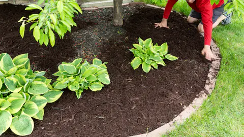 Fresh dark hardwood mulch being installed to a clean stone bed edge
