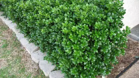 Trimmed hedge with a clean line above a stone bed edge