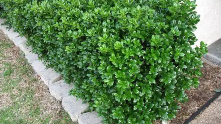 Trimmed hedge holding a clean line above a stone bed edge