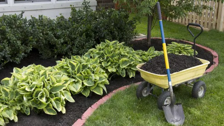 Hosta border bed topped off with red mulch