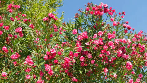 Flowering oleander shrub in full pink bloom