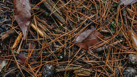 Pine straw mulch covering a landscape bed