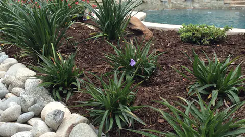 Poolside river rock bed planted with ornamental grasses