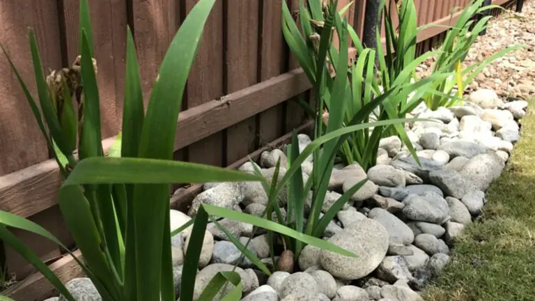 Strip of river rock running along a fence line with iris planted through it