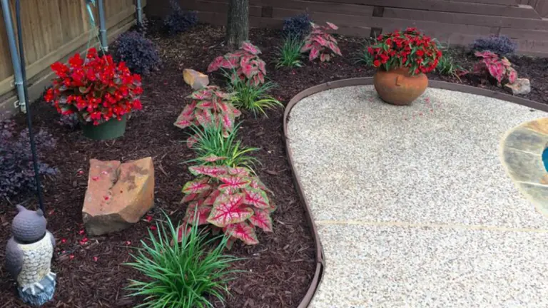 Shaded backyard bed planted with caladiums beside a gravel patio
