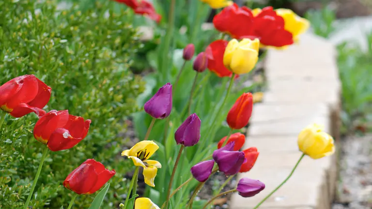 Spring tulips planted along a paver bed border