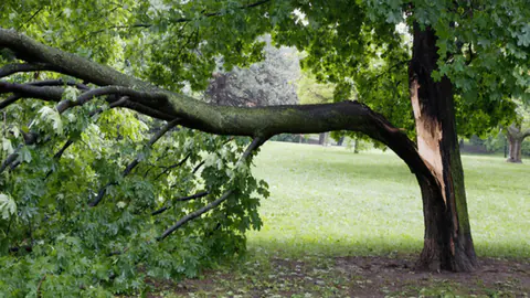 Tree split apart at the trunk after a storm