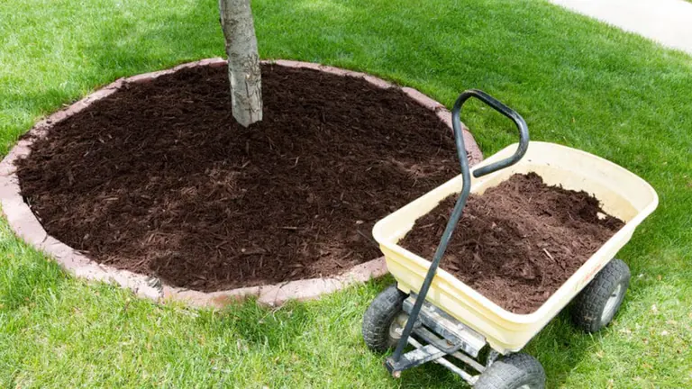 Tree ring mulched in a flat layer with the trunk flare exposed