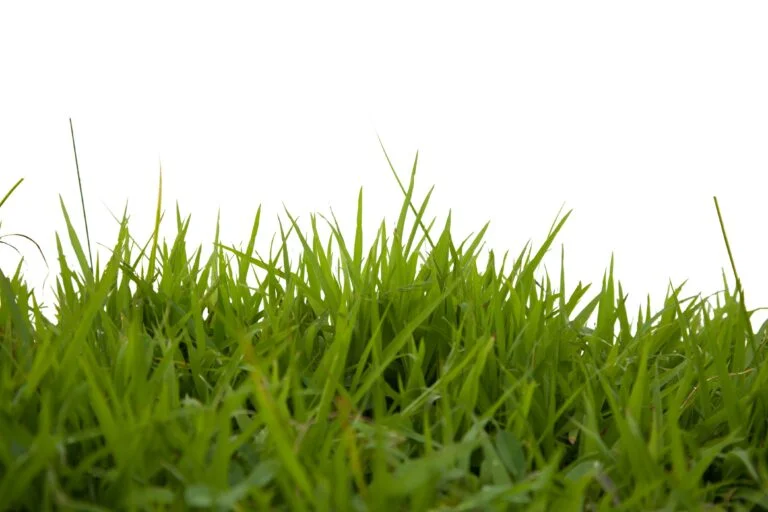 Fire ant, flea and tick control in DFW