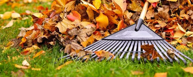 Professional leaf removal services in DFW