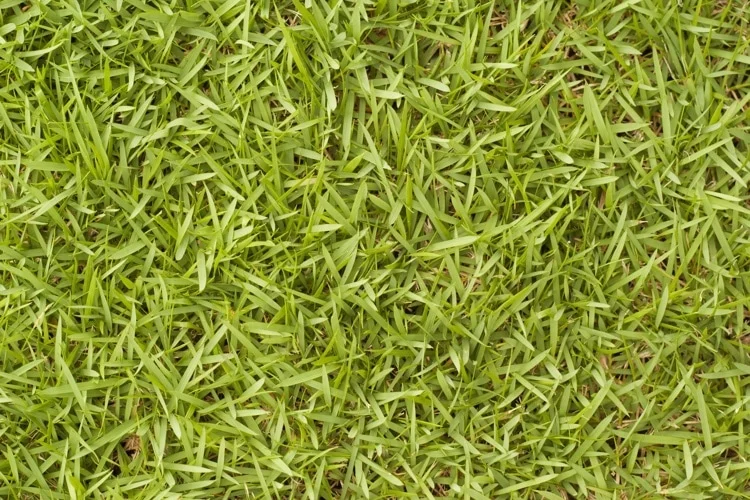 Bermuda Grass