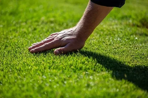 Lawn Mowing