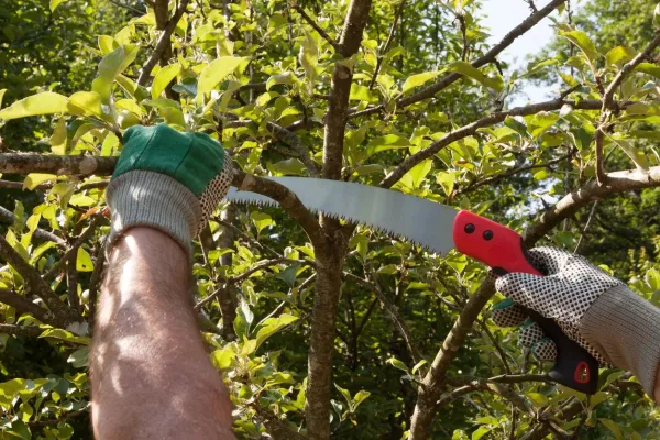 Tree & Shrub Trimming