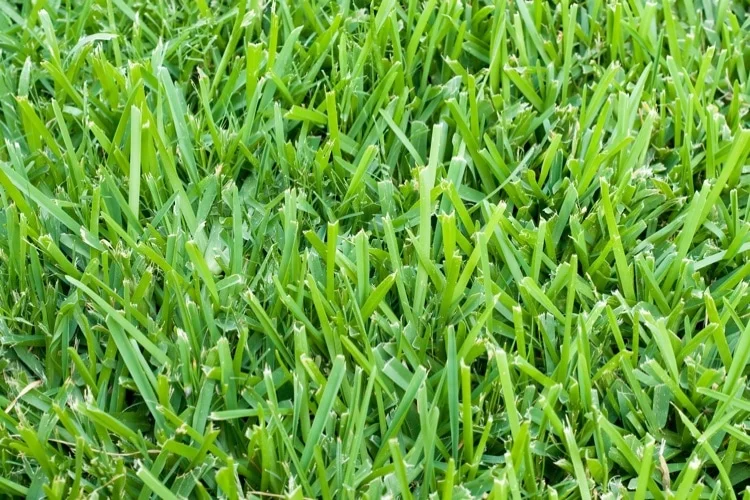 St. Augustine grass lawn in DFW