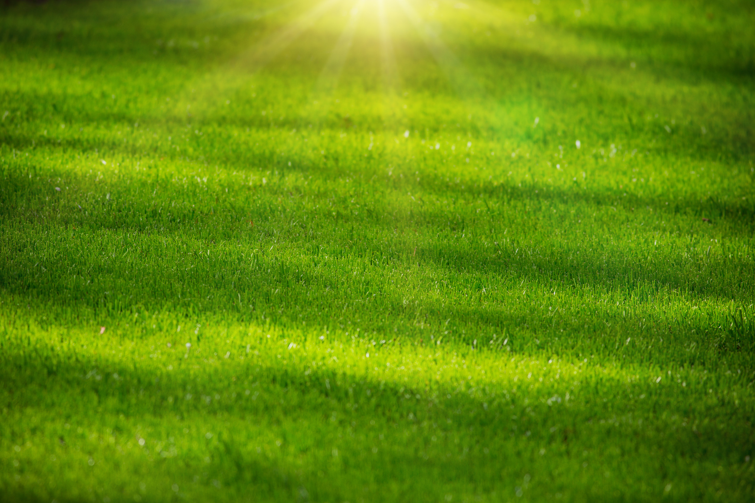 How Much Should Lawn Care Cost?