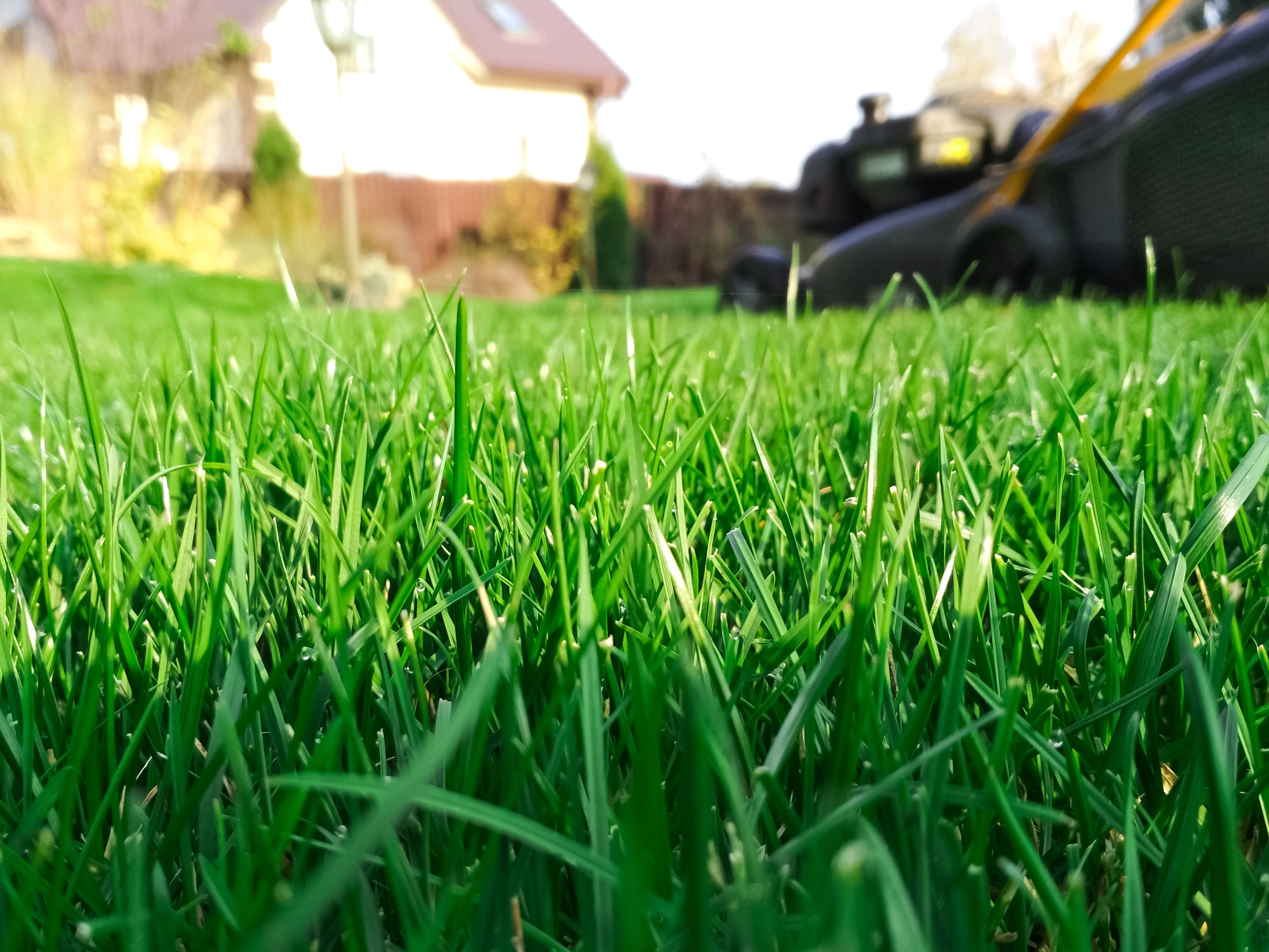 healthy lawn