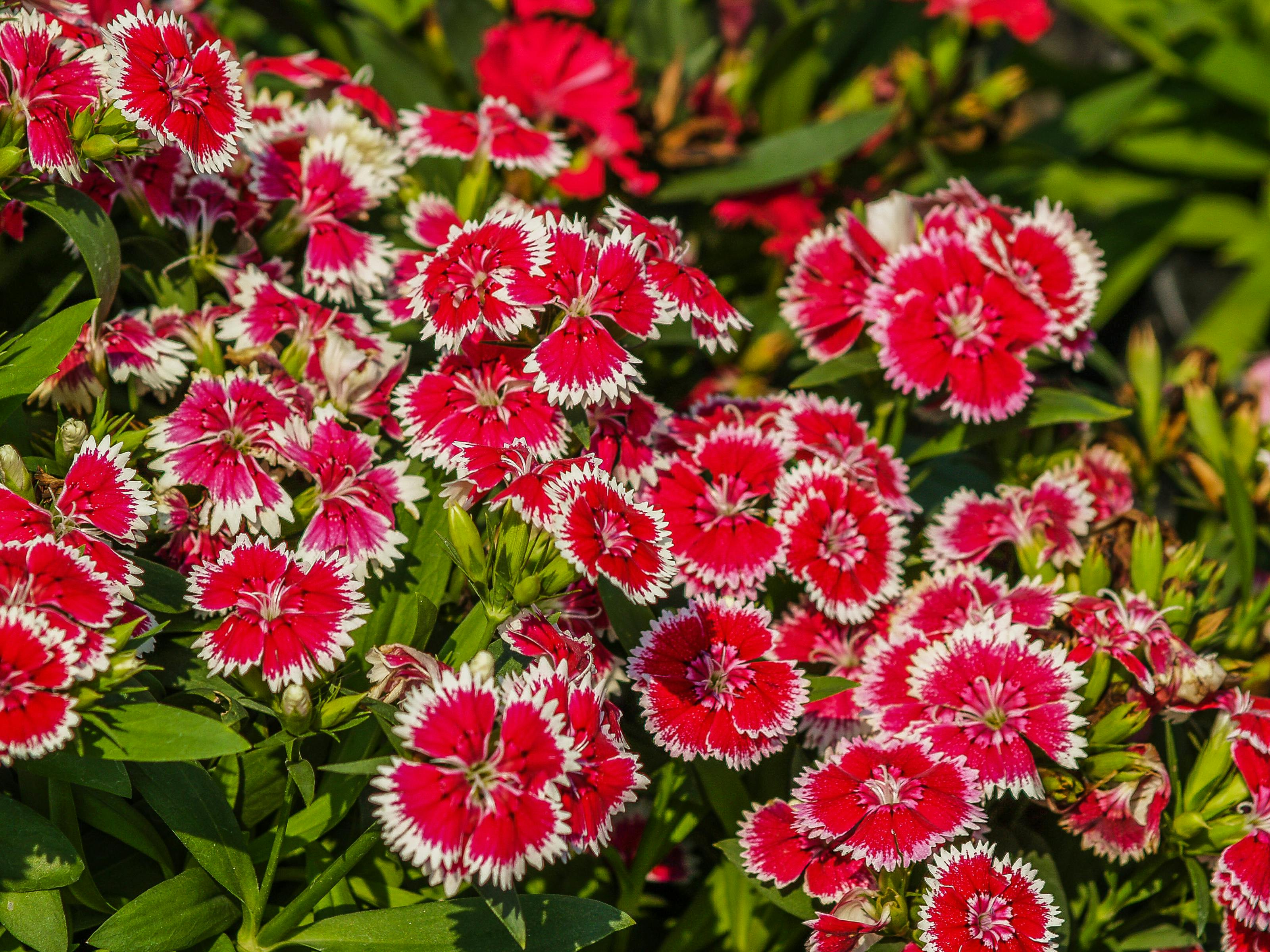 Landscaping That Makes Your Flower Mound Yard Stand Out