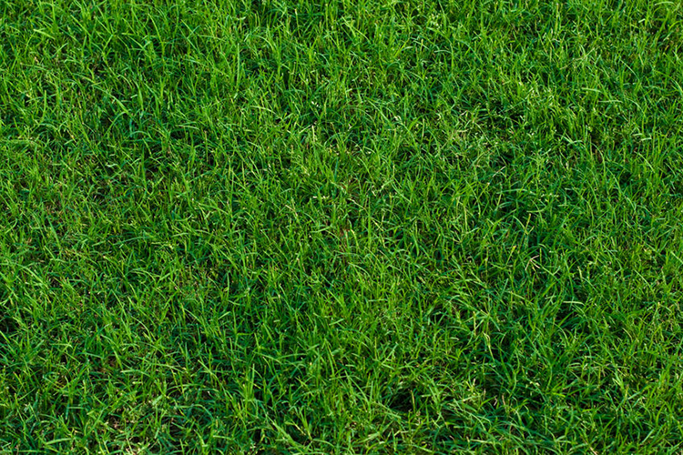 Can Bermuda Grass Grow in the Shade?