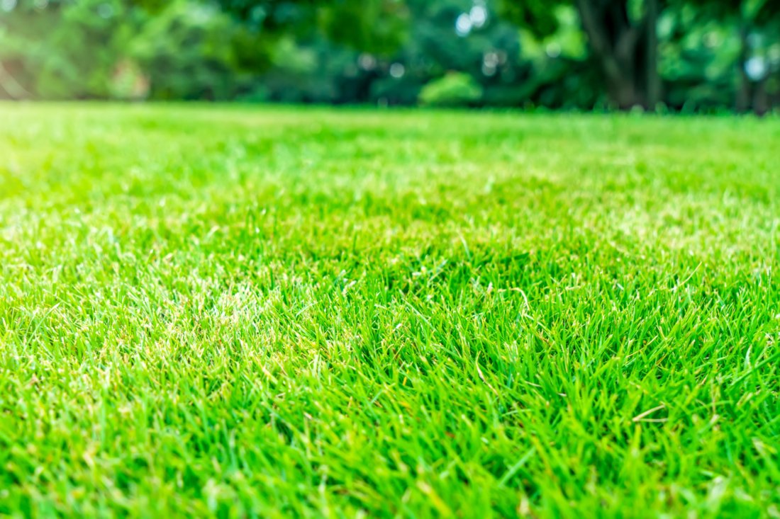 Plano Weed Control & Lawn Fertilization Plano, TX