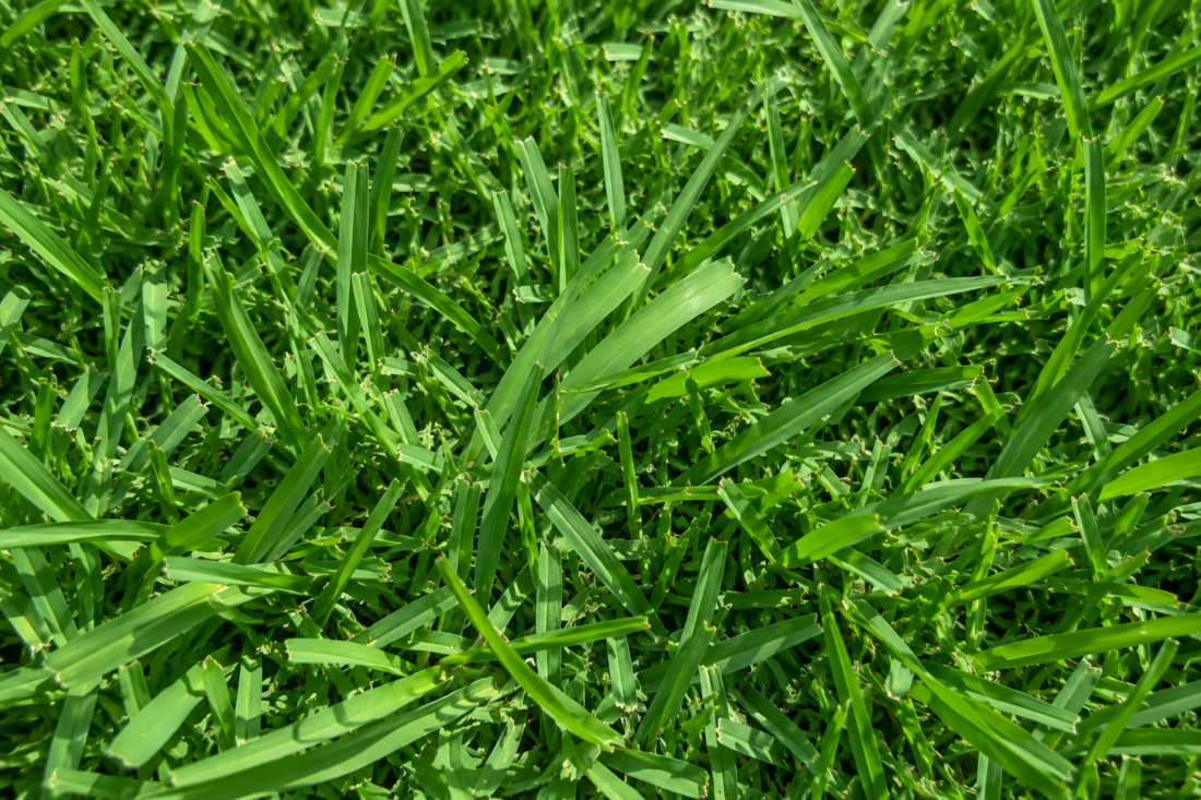 bermuda grass argyle