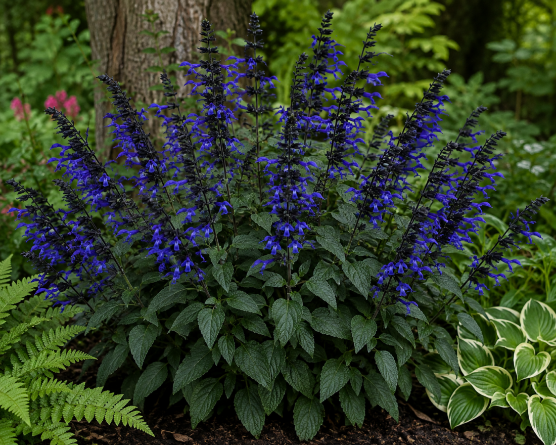 black and blue sage