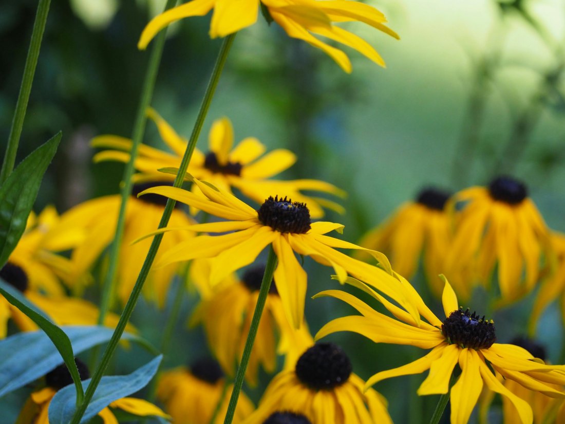 black eyed susan