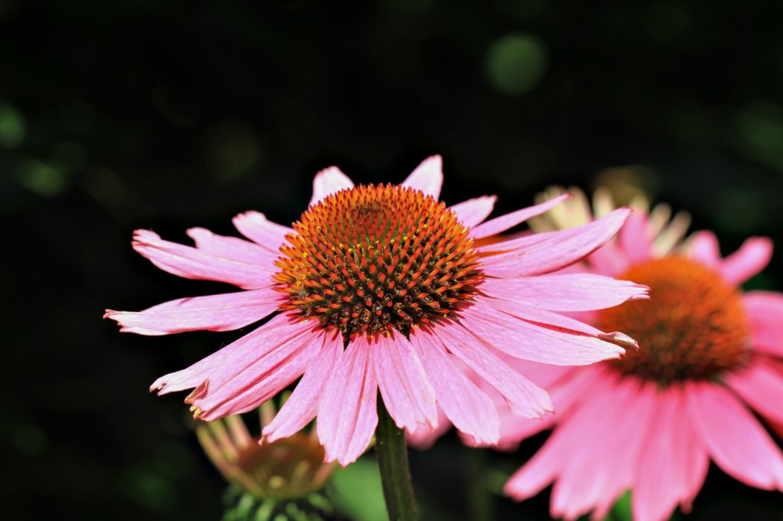 coneflower