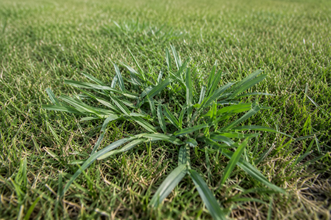 get rid of crabgrass