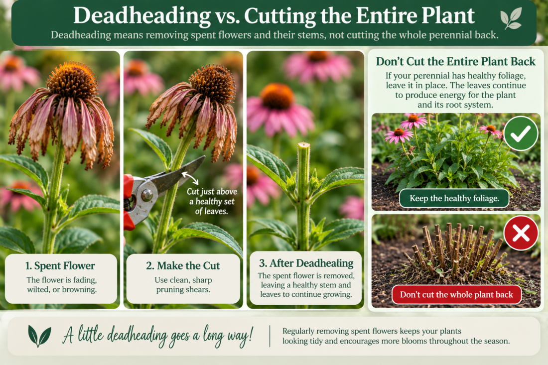 deadheading vs cutting entire plant