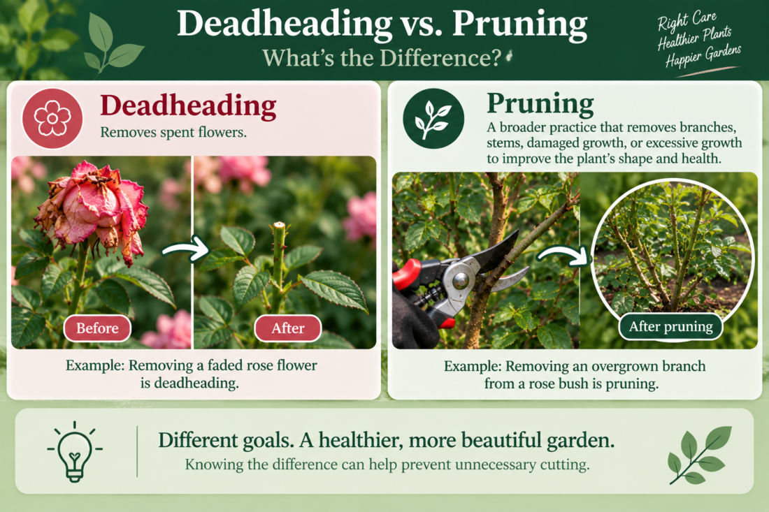 deadhead vs pruning