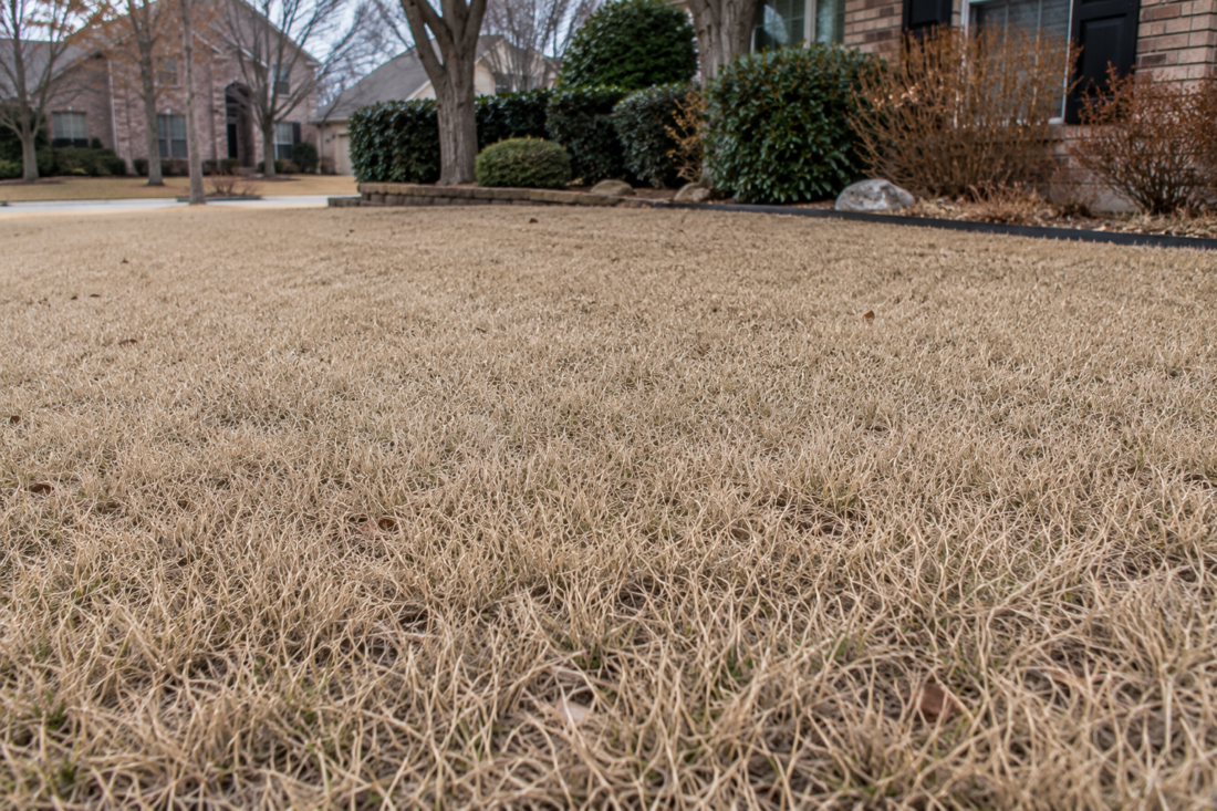 dormant lawn