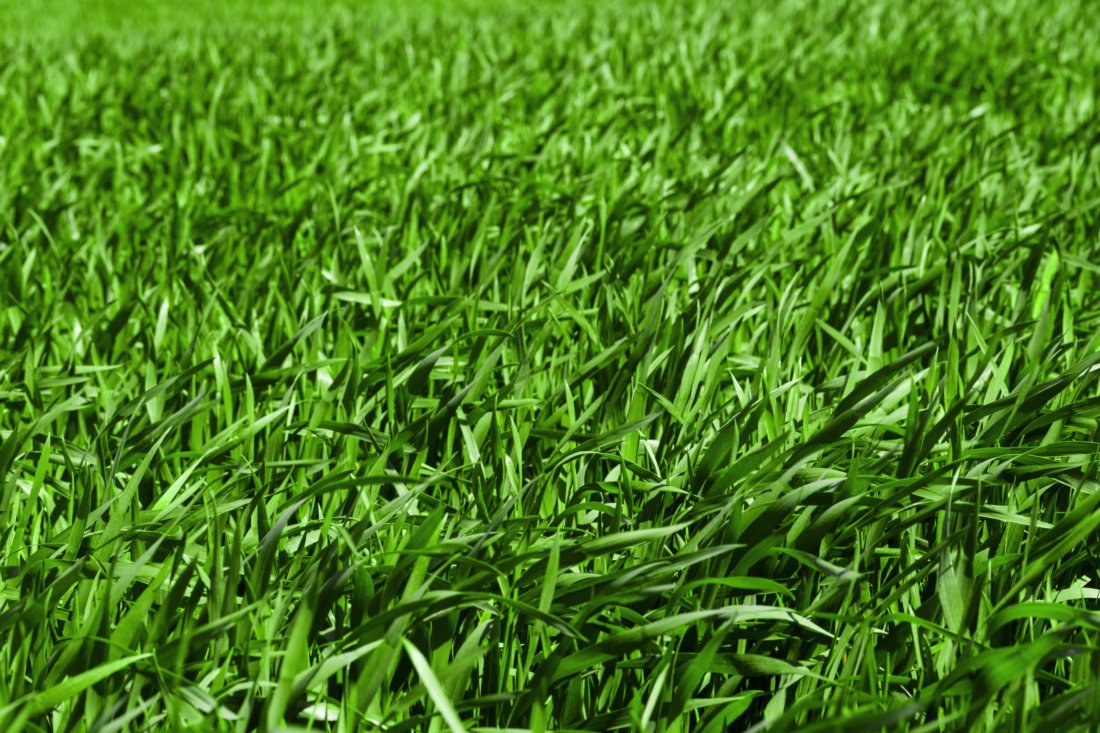 Frisco Weed Control & Fertilization Service Frisco, TX