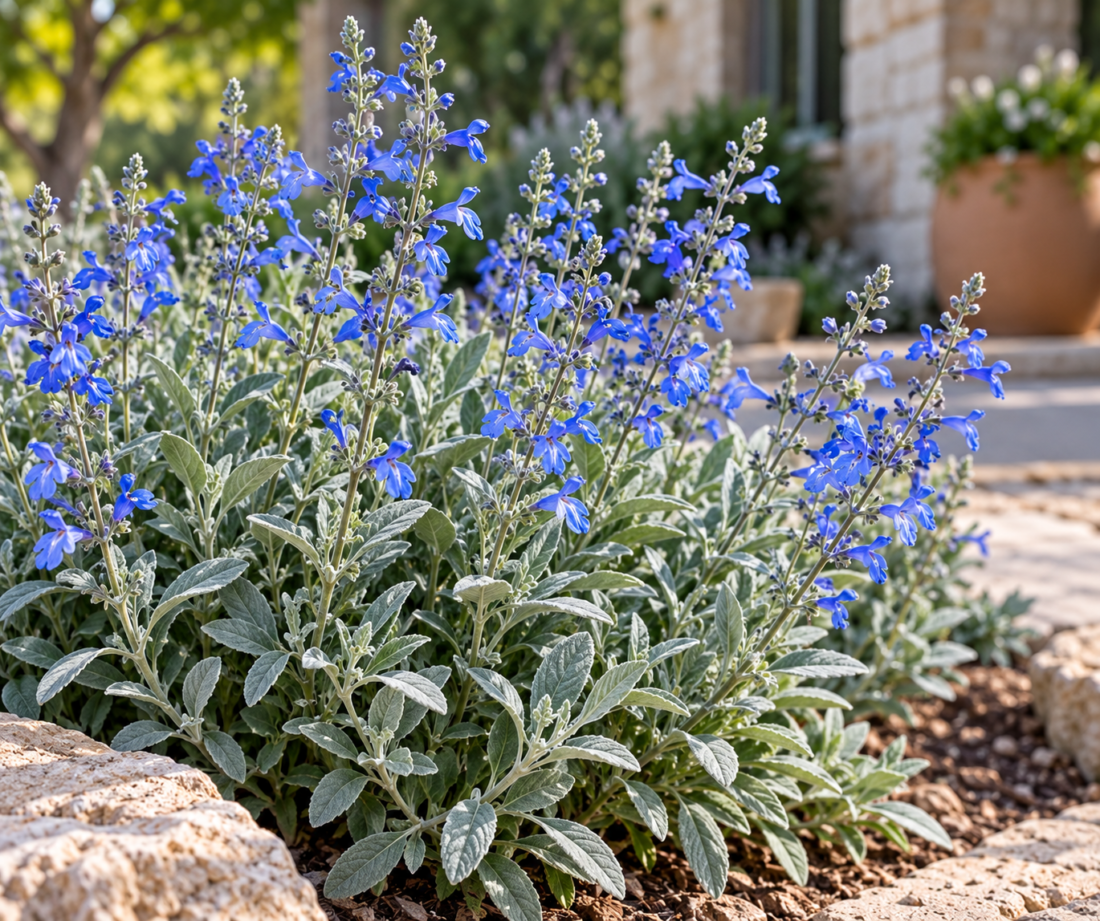 germander sage