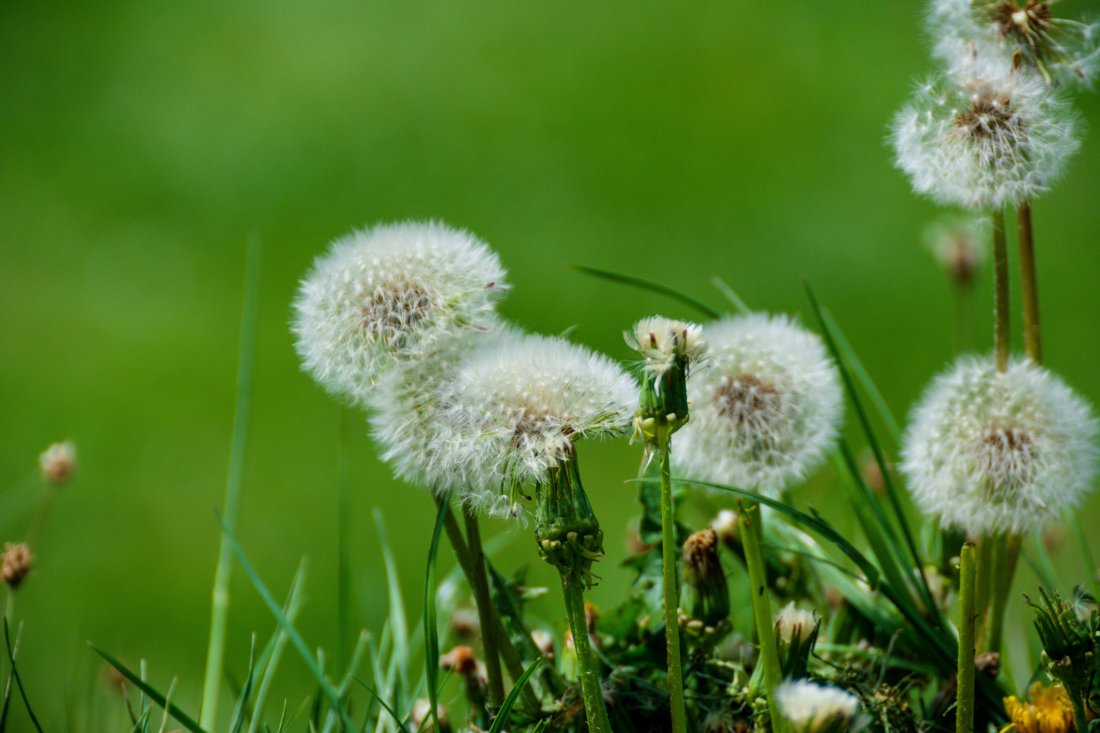 get rid of weeds
