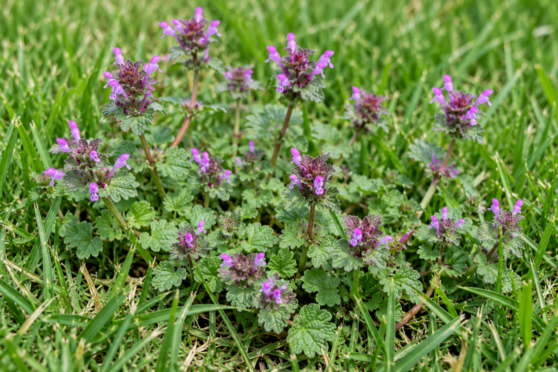 henbit