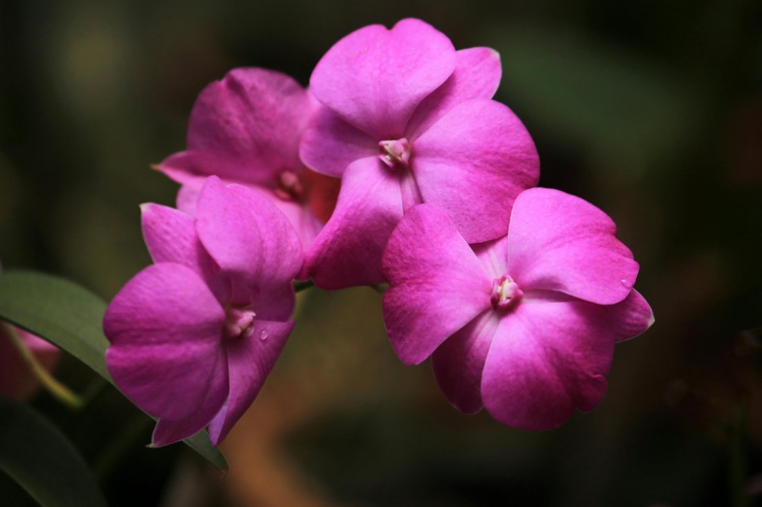 impatiens