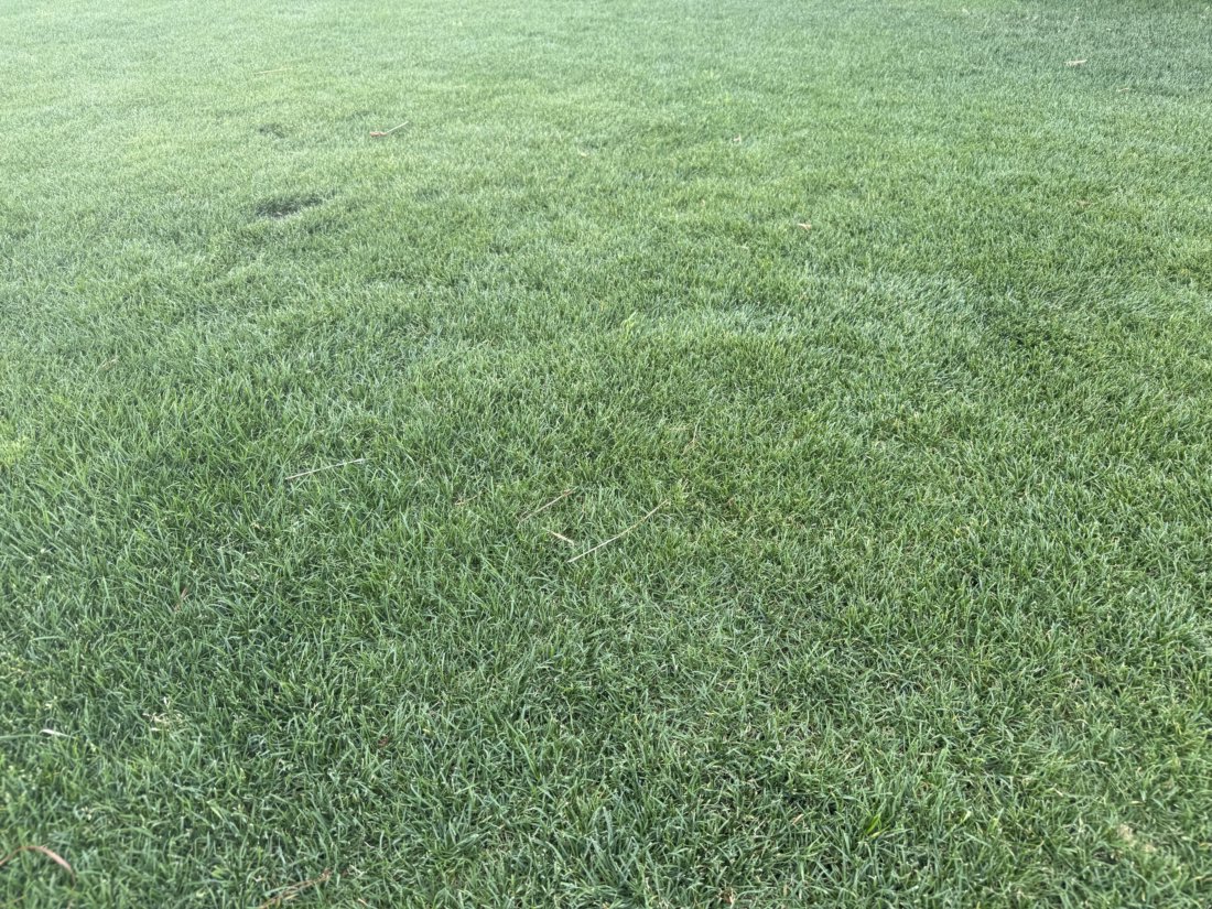 Carrollton Lawn Care | Ryno Lawn Care in Carrollton, TX