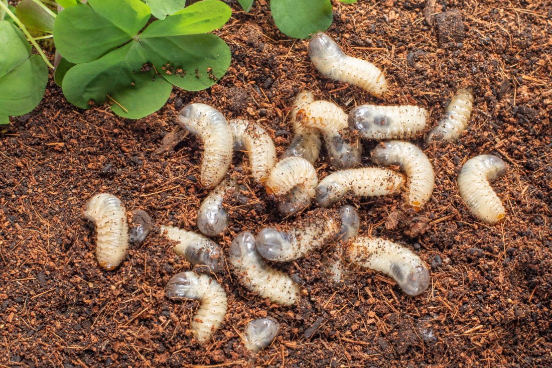 lawn grubs